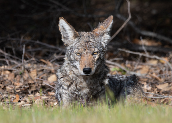 photo of coyote